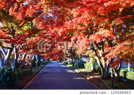 那須鹽原市:大山參道的楓樹上的秋葉 那須鹽原市:大山參道的楓樹上的秋葉 120566863