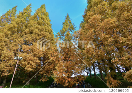 Kobe Municipal Botanical Garden Metasequoia 120566905