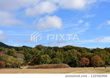 Kobe Municipal Forest Botanical Garden: Autumn leaves on the mountain Kobe Municipal Forest Botanical Garden: Autumn leaves on the mountain 120566906