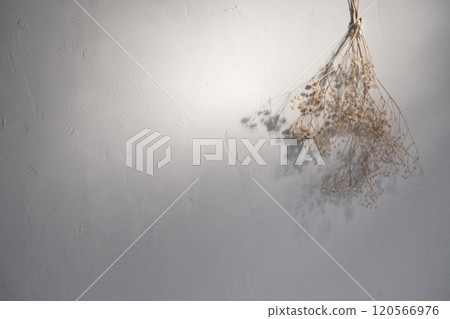 Gypsophila dried flowers modern interior 120566976