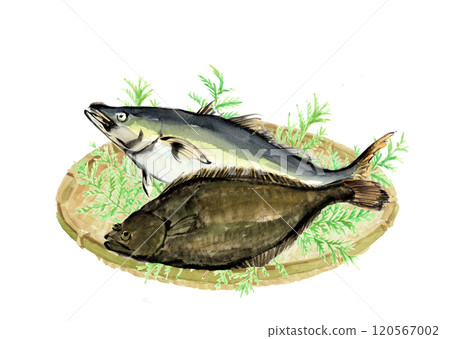 黃尾魚和比目魚手繪水彩插畫素材,白色背景,透明背景 黃尾魚和比目魚手繪水彩插畫素材,白色背景,透明背景 120567002