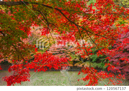 Autumn leaves at Chichibu Muse Park Seseragi Square [Saitama Prefecture] 120567137