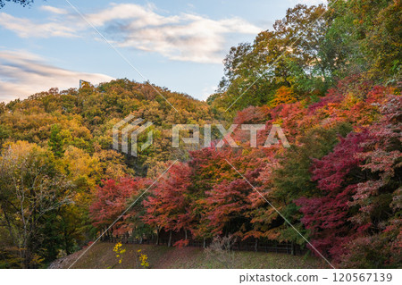 Autumn leaves at Chichibu Muse Park Seseragi Square [Saitama Prefecture] 120567139