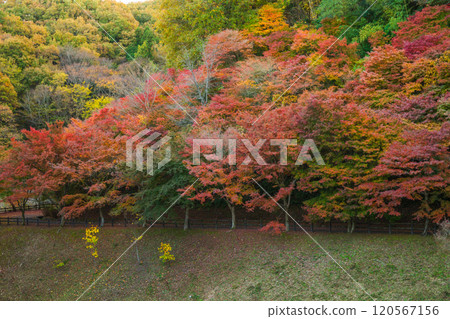 秩父繆斯公園Seseragi廣場的秋葉【埼玉縣】 秩父繆斯公園Seseragi廣場的秋葉【埼玉縣】 120567156