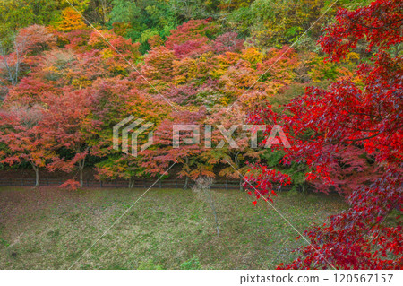 Autumn leaves at Chichibu Muse Park Seseragi Square [Saitama Prefecture] 120567157
