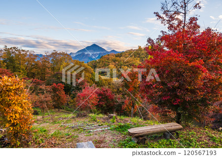 Autumn leaves at Chichibu Muse Park [Saitama Prefecture] 120567193