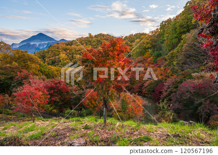 Autumn leaves at Chichibu Muse Park [Saitama Prefecture] 120567196