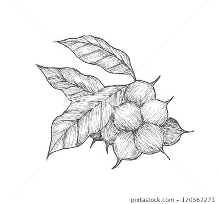 Hand drawn illustration of macadamia nuts 120567271