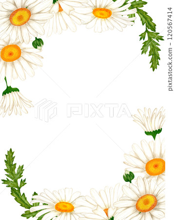 Banner made of watercolor white flowers and leaves. Chamomile for design of invitation 120567414