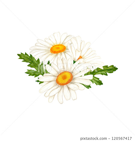 Chamomile flowers watercolor. White wildflowers with green leaves and buds in simple style 120567417