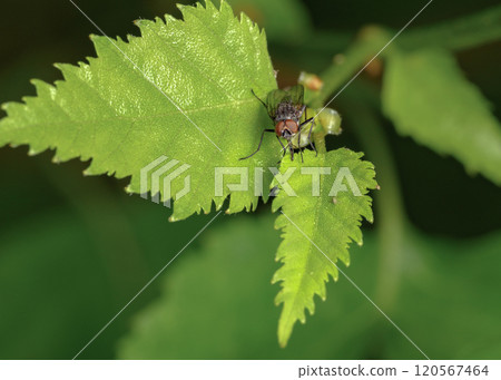 A close-up view of a fly on a tree leaf 120567464