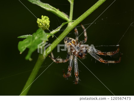 A close-up view of a spider weaving a web on a branch of a flowering shrub 120567473