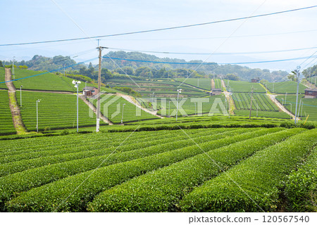 Beautiful green scenery of Yame Central Tea Farm, Yame City, Fukuoka Prefecture 120567540