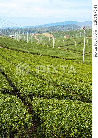 Beautiful green scenery of Yame Central Tea Farm, Yame City, Fukuoka Prefecture Beautiful green scenery of Yame Central Tea Farm, Yame City, Fukuoka Prefecture 120567543