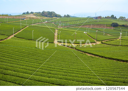 Beautiful green scenery of Yame Central Tea Farm, Yame City, Fukuoka Prefecture 120567544