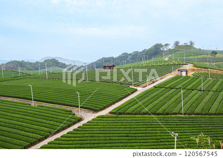 福岡縣八女市八女中央茶園的綠色美景 120567545