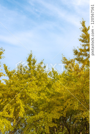 Ginkgo trees in Taiyuan, Hirokawa Town, Yame District, Fukuoka Prefecture Ginkgo trees in Taiyuan, Hirokawa Town, Yame District, Fukuoka Prefecture 120567561