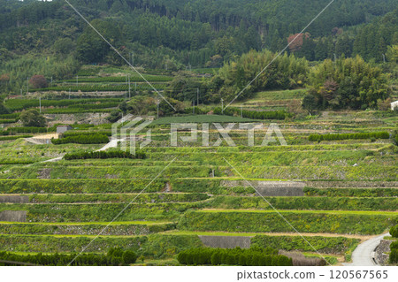 福岡縣八女市星野村加里美麗的梯田 福岡縣八女市星野村加里美麗的梯田 120567565