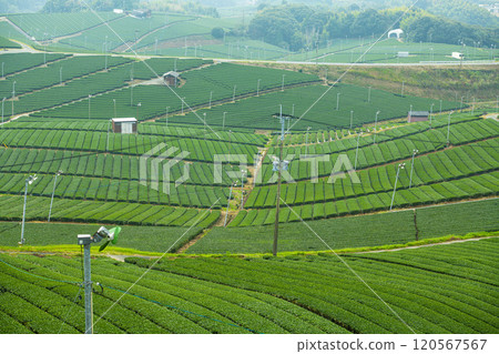 Beautiful green scenery of Yame Central Tea Farm, Yame City, Fukuoka Prefecture 120567567
