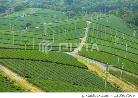 Beautiful green scenery of Yame Central Tea Farm, Yame City, Fukuoka Prefecture Beautiful green scenery of Yame Central Tea Farm, Yame City, Fukuoka Prefecture 120567569
