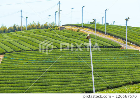 福岡縣八女市八女中央茶園的綠色美景 120567570