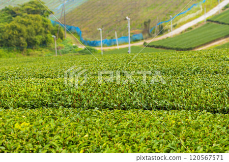 Beautiful green scenery of Yame Central Tea Farm, Yame City, Fukuoka Prefecture Beautiful green scenery of Yame Central Tea Farm, Yame City, Fukuoka Prefecture 120567571