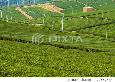 Beautiful green scenery of Yame Central Tea Farm, Yame City, Fukuoka Prefecture Beautiful green scenery of Yame Central Tea Farm, Yame City, Fukuoka Prefecture 120567572