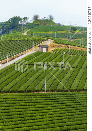 Beautiful green scenery of Yame Central Tea Farm, Yame City, Fukuoka Prefecture 120567574