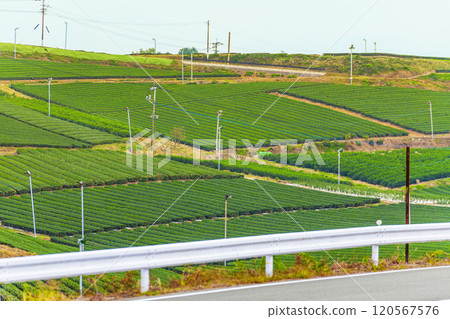 Beautiful green scenery of Yame Central Tea Farm, Yame City, Fukuoka Prefecture Beautiful green scenery of Yame Central Tea Farm, Yame City, Fukuoka Prefecture 120567576