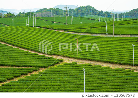 福岡縣八女市八女中央茶園的綠色美景 120567578