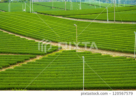 福岡縣八女市八女中央茶園的綠色美景 福岡縣八女市八女中央茶園的綠色美景 120567579