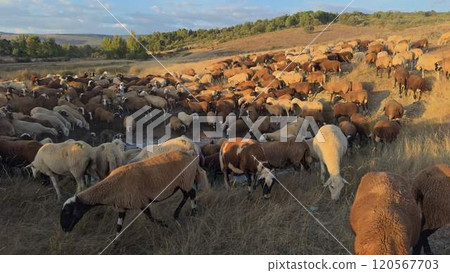 Sheep Flock Drinking Water at Sunset in Rural Meadow 120567703