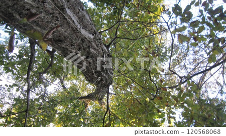 wood wood 120568068