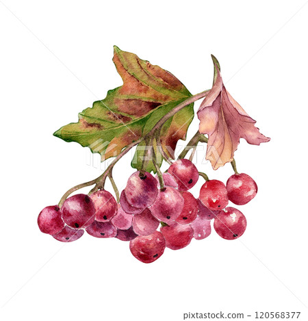 Red viburnum berries on tree branch, leaves watercolor illustration isolated. Bunch of guelder rose berries in botanical sketch hand painted. Rowan berries hand drawn for label, package, autumn theme. Red viburnum berries on tree branch, leaves watercolor illustration isolated. Bunch of guelder rose berries in botanical sketch hand painted. Rowan berries hand drawn for label, package, autumn theme. 120568377