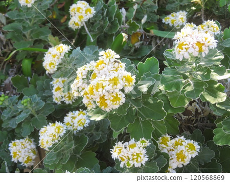 Flower of Hana feathers 120568869