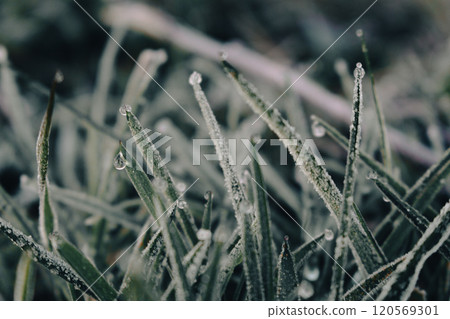 Frozen grass close up. Icy hoar on green grass. Winter nature background. Frozen dew on the field. Frost concept. Hoar on a grassy ground. Cold weather concept. Beautiful frosty nature.  120569301
