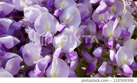 Blooming Wisteria Sinensis with scented classic purple flowersin full bloom in hanging racemes on the wind closeup. Garden with wisteria in spring. Blooming Wisteria Sinensis with scented classic purple flowersin full bloom in hanging racemes on the wind closeup. Garden with wisteria in spring. 120569306