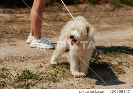 White dog puppy walks in a poppy field. Natural background with dog puppy walks on a summer Sunny meadow surrounded by flowers. 120569307