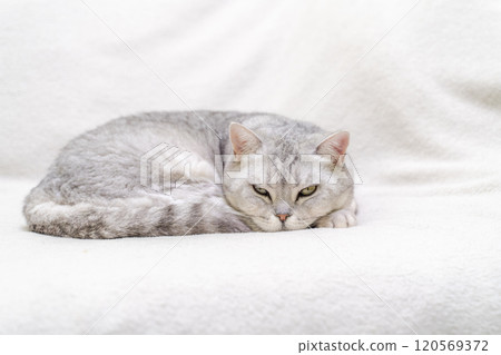 scottish straight cat is sleeping. Close-up of the muzzle of a sleeping cat with closed eyes. Against the backdrop of a light blanket. Favorite pets, cat food. 120569372