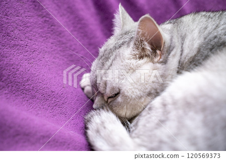 scottish straight cat is sleeping. Close-up of a sleeping cat muzzle, eyes closed. Against the background of a purple blanket. Favorite Pets, cat food. 120569373