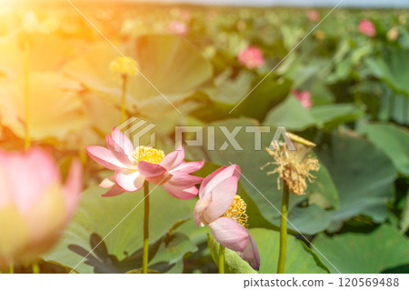 A pink lotus flower sways in the wind, Nelumbo nucifera. Against the background of their green leaves. Lotus field on the lake in natural environment. A pink lotus flower sways in the wind, Nelumbo nucifera. Against the background of their green leaves. Lotus field on the lake in natural environment. 120569488