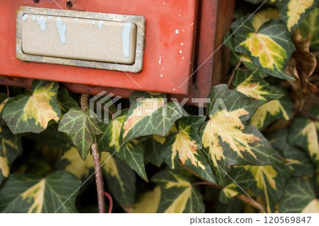 郵政和常春藤植物 郵政和常春藤植物 120569847