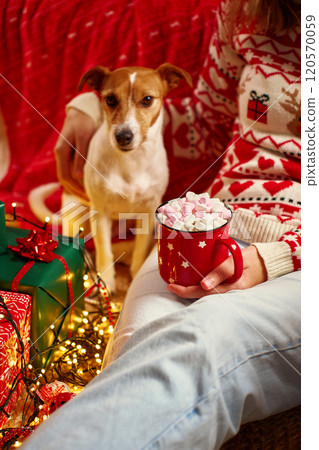 Woman wearing Christmas sweater holding mug of hot chocolate with marshmallows, her Jack Russell Terrier dog sitting near wrapped gifts and glowing lights. Cozy Christmas scene at home 120570059