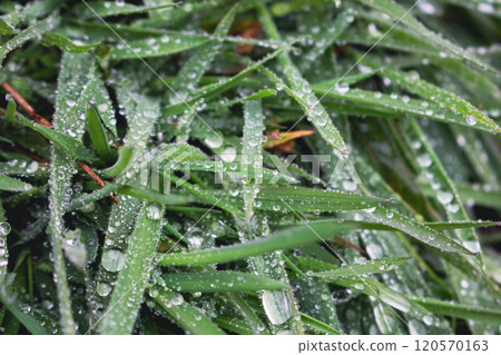 Dew on green grass close up. Raindrops on grass. Fresh nature background. Field with droplets. Springtime concept. Rainy weather concept. Beautiful morning dew in the meadow. Green background. 120570163