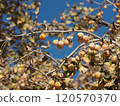 Fruitful ginkgo billed 120570370