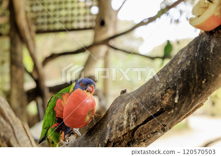 Rainbow lorikeets live in Australia 120570503