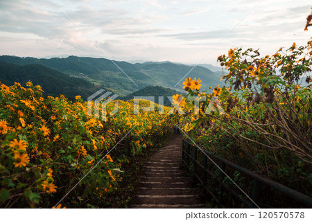 A path through a field of yellow flowers and mountain scenery 120570578