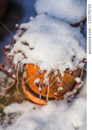 Snow-Covered Flower Pot with Wilted Plants in Winter Garden Close-Up. High quality photo 120570720