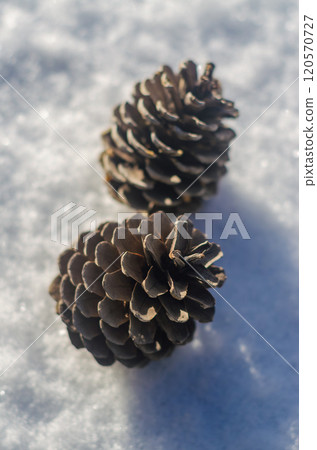 Pine cone with artificial snow for Christmas decoration. High quality photo Pine cone with artificial snow for Christmas decoration. High quality photo 120570727
