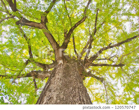 Big ginkgo tree 120570747